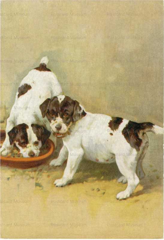 terrier puppies